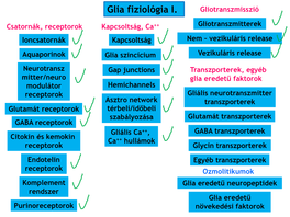 Glia Fiziológia I. Gliotranszmisszió