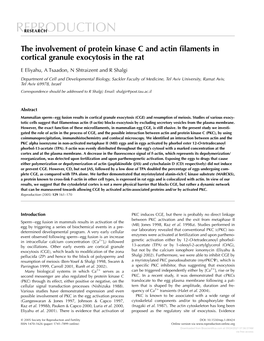 The Involvement of Protein Kinase C and Actin Filaments in Cortical