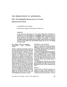 Mastotermes Darwiniensis