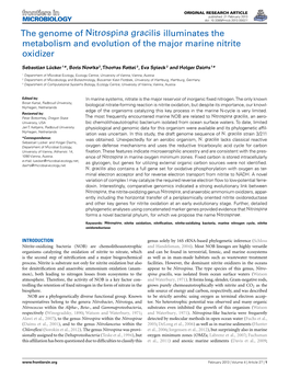 The Genome of Nitrospina Gracilis Illuminates the Metabolism and Evolution of the Major Marine Nitrite Oxidizer