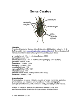 Genus Carabus