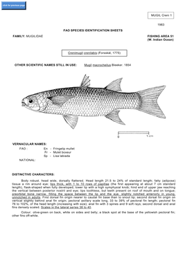 MUGIL Creni 1 1983 FAO SPECIES IDENTIFICATION SHEETS FAMILY