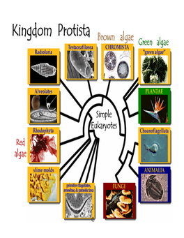 Kingdom Protistaprotista Brown Algae Green Algae