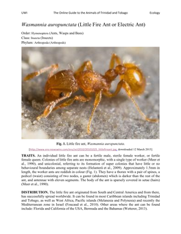 Wasmannia Auropunctata (Little Fire Ant Or Electric Ant)