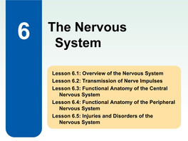 The Nervous System