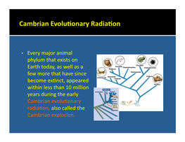 • Every Major Animal Phylum That Exists on Earth Today, As Well As A