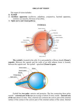 ORGAN of VISION the Organ of Vision Includes: 1) Eyeball 2