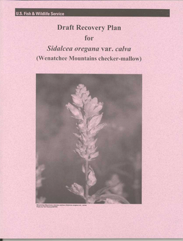 Draft Recovery Plan for Sidalcea Oregana Var. Calva (Wenatchee Mountains Checker-Mallow)