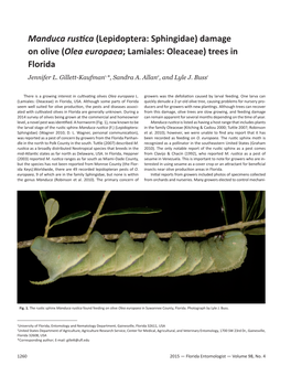 Lepidoptera: Sphingidae) Damage on Olive (Olea Europaea; Lamiales: Oleaceae) Trees in Florida Jennifer L