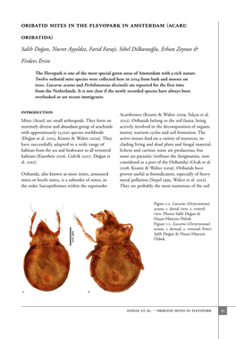 Oribatid Mites in the Flevopark in Amsterdam (Acari: Oribatida)