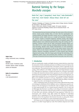 Bacterial Farming by the Fungus Morchella Crassipes