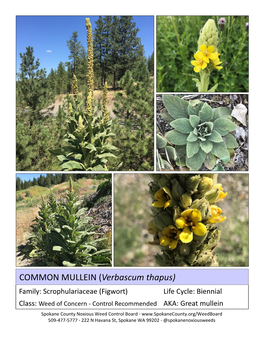 COMMON MULLEIN (Verbascum Thapus)