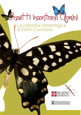 Insetti Incontrano Uomini La Collezione Entomologica Di Pietro Castellano