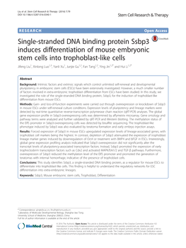 Single-Stranded DNA Binding Protein Ssbp3 Induces Differentiation Of