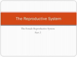 The Female Reproductive System Part 2
