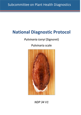 Pulvinaria Iceryi (Signoret) Pulvinaria Scale