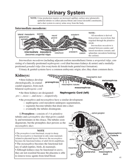 Urinary System