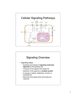 Cellular Signaling Pathways