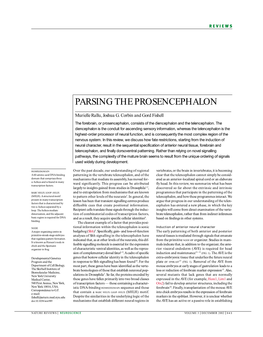 Parsing the Prosencephalon