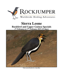 Sierra Leone Rockfowl and Upper Guinea Specials 3Rd February to 17Th February 2021 (15 Days)