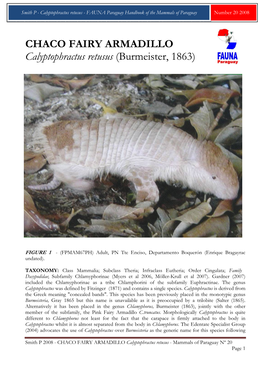 CHACO FAIRY ARMADILLO Calyptophractus Retusus (Burmeister, 1863)