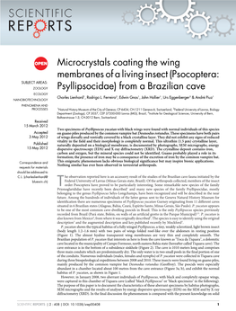 (Psocoptera: Psyllipsocidae) from a Brazilian Cave