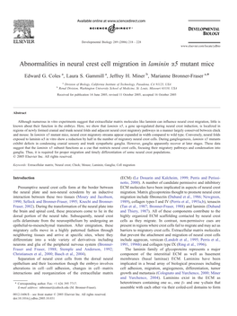 Abnormalities in Neural Crest Cell Migration in Laminin A5 Mutant Mice