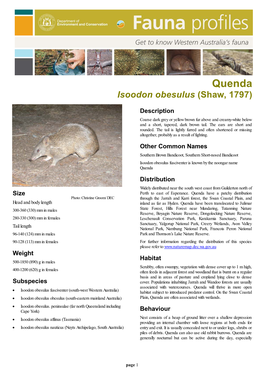 Quenda Isoodon Obesulus (Shaw, 1797)