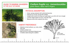 Codium Fragile Ssp