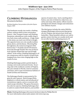 Climbing Hydrangea