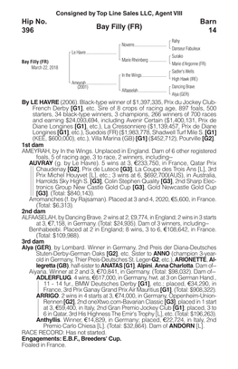 Bay Filly (FR) Barn 14 Hip No