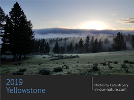 2019 Yellowstone