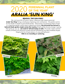 Aralia 'Sun King' Brings a Bold Pop of Glowing Color and Texture - the Perfect Anchor for the Shade to Shade-To-Part-Shade Border