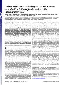 Surface Architecture of Endospores of the Bacillus Cereus/Anthracis/Thuringiensis Family at the Subnanometer Scale