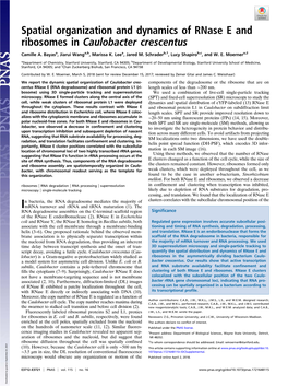 Spatial Organization and Dynamics of Rnase E and Ribosomes in Caulobacter Crescentus