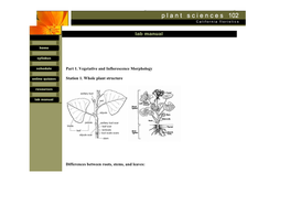 Part 1. Vegetative and Inflorescence Morphology Station 1. Whole Plant Structure Differences Between Roots, Stems, and Leaves