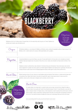 Fichaproduto BLACKBERRY Footer