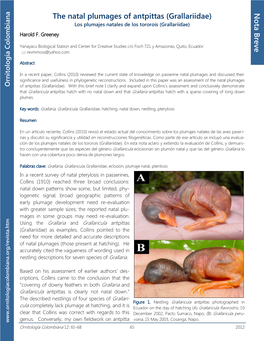 The Natal Plumages of Antpittas (Grallariidae)