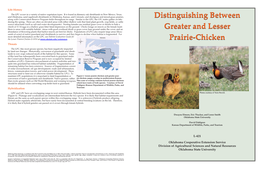 Distinguishing Between Greater and Lesser Prairie-Chicken