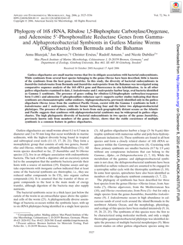 Phylogeny of 16S Rrna, Ribulose 1,5-Bisphosphate Carboxylase/Oxygenase, and Adenosine 5Ј-Phosphosulfate Reductase Genes from Gamma