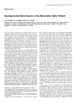 Developmental Determinants at the Mammalian Optic Chiasm