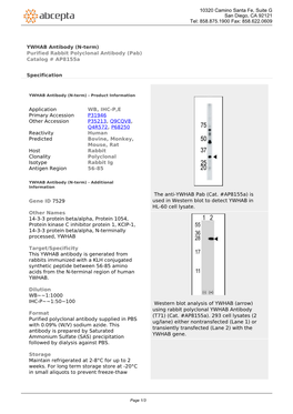 YWHAB Antibody (N-Term) Purified Rabbit Polyclonal Antibody (Pab) Catalog # Ap8155a