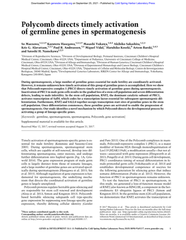 Polycomb Directs Timely Activation of Germline Genes in Spermatogenesis