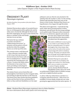 Obedient Plant October 2019