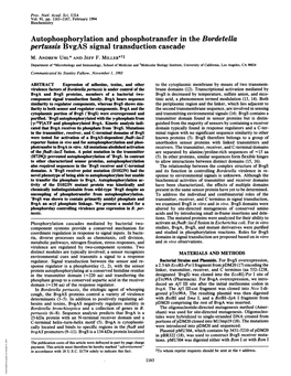 Autophosphorylation and Phosphotransfer in the Bordetella Pertussis Bvgas Signal Transduction Cascade M