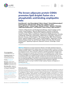 The Brown Adipocyte Protein CIDEA Promotes