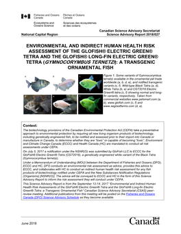 Environmental and Indirect Human Health Risk Assessment of the Glofish® Electric Green® Tetra and the Glofish® Long-Fin Elect