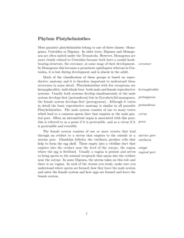 Phylum Platyhelminthes