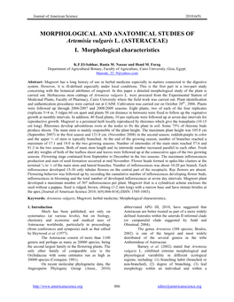 MORPHOLOGICAL and ANATOMICAL STUDIES of Artemisia Vulgaris L