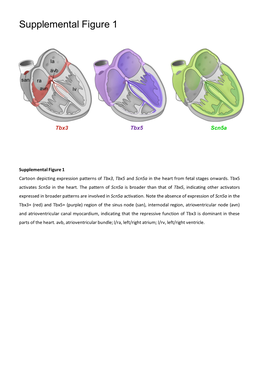 Supplemental Figure 1